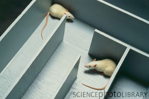 Two white laboratory rats in a maze